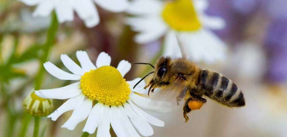 Los alérgicos al polen sufrirán más esta primavera