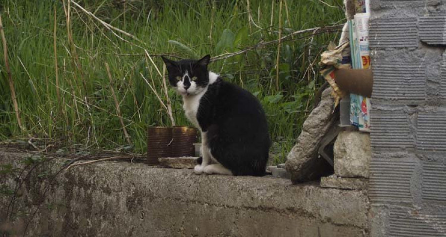 Benestar Animal tendrá que invertir en el mantenimiento de las colonias de gatos