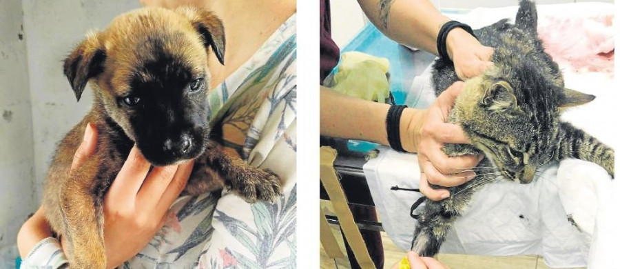 El abandono de mascotas se incrementa de forma notable durante los meses de verano