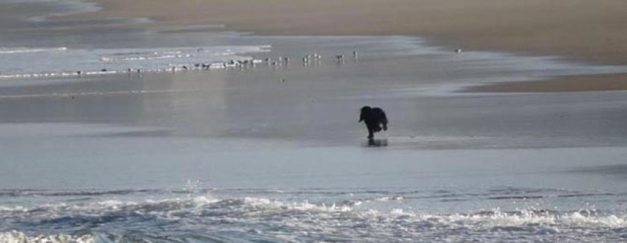 Denuncian que canes sin control ponen en peligro a aves migratorias en A Frouxeira