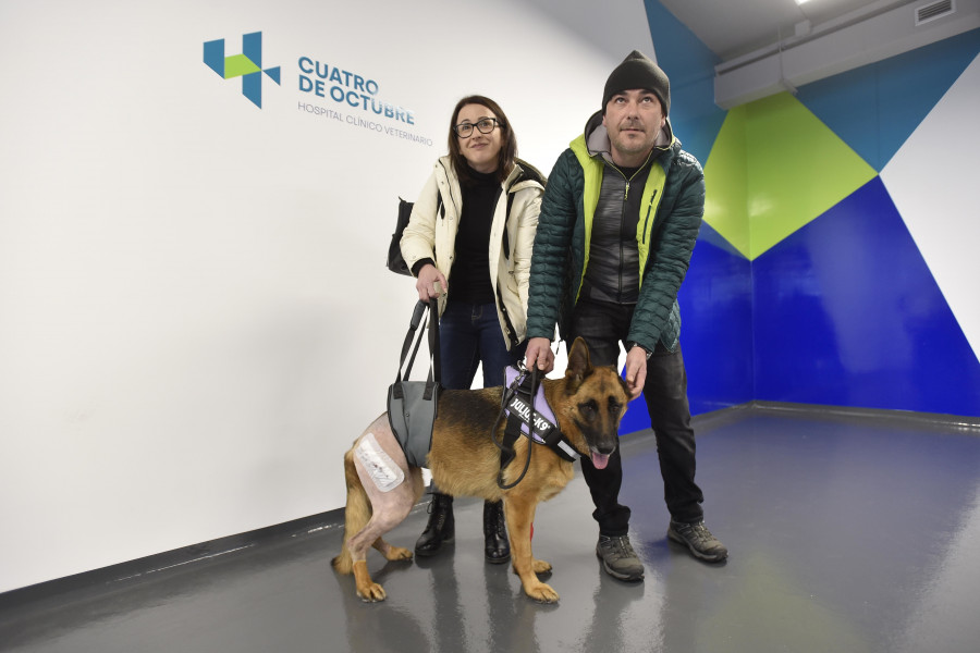 Un hospital veterinario de Arteixo implanta por primera vez en Galicia una 'pata biónica' a un perro