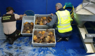 La Guardia Civil intercepta en Mugardos más de 74 kilos de vieiras a un mariscador furtivo