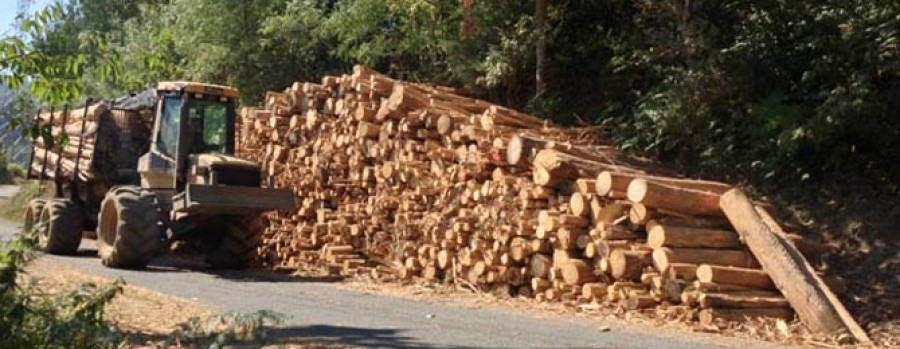 SAN SADURNIÑO - El pleno aprobó regular la extracción de la madera en el término municipal