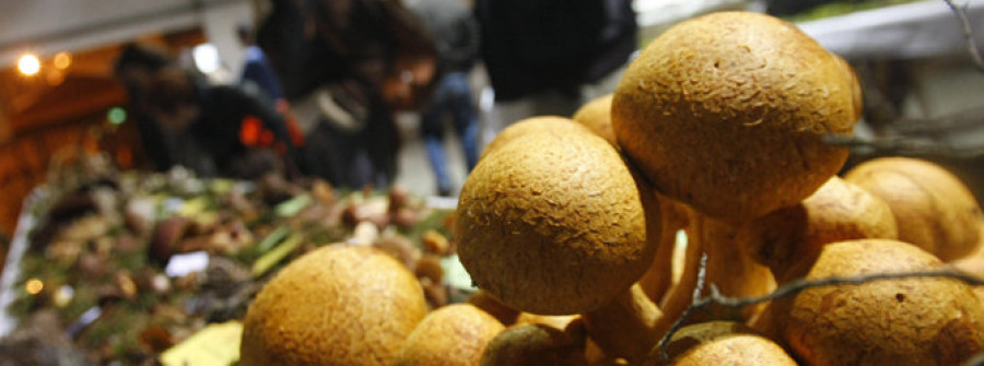 Viriato exporá preto de 150 especies de cogomelos en Ferrol