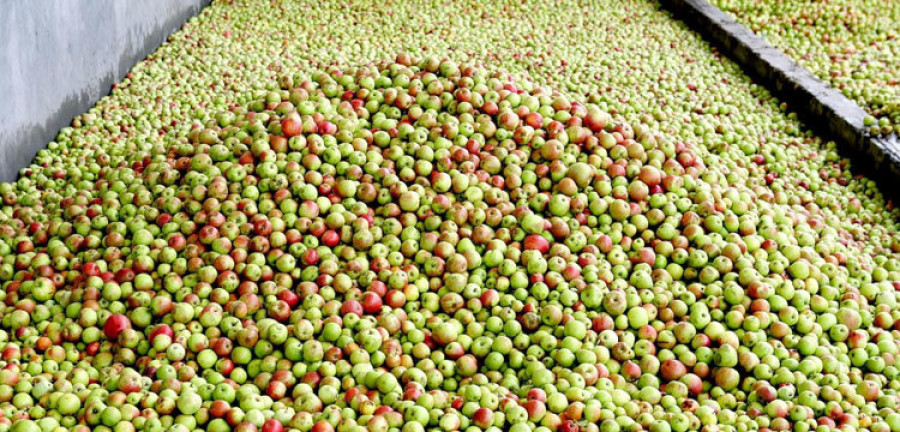 Las huertas de la comarca surten de manzanas a los productores de sidra