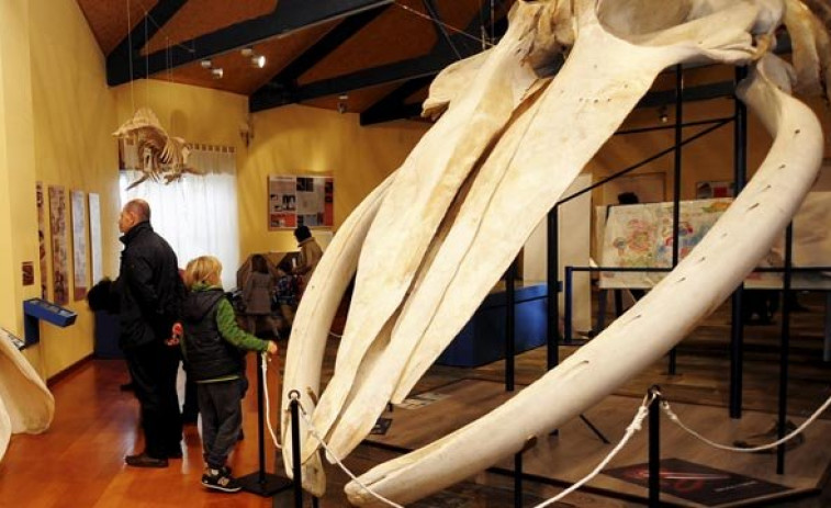 La SGHN presenta la novedad de su exposición permanente: la réplica de una orca y su esqueleto