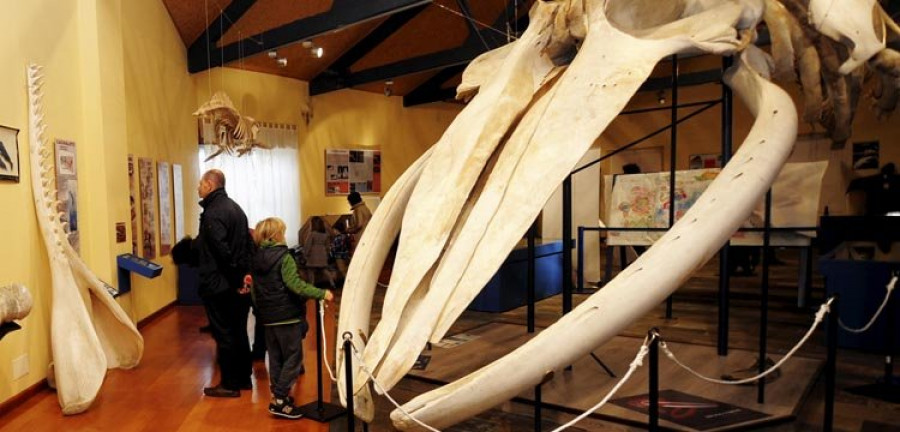 La SGHN presenta la novedad de su exposición permanente: la réplica de una orca y su esqueleto