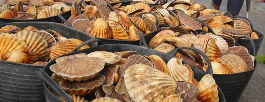 El veto de la cofradía de Cambados echa por tierra la campaña de vieira en la ría