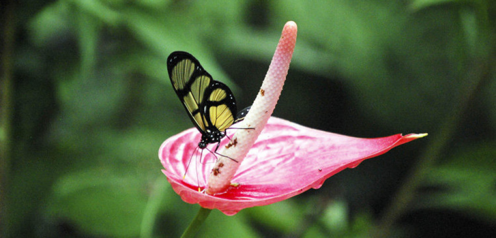 Un santuario de mariposas para frenar la deforestación en Perú