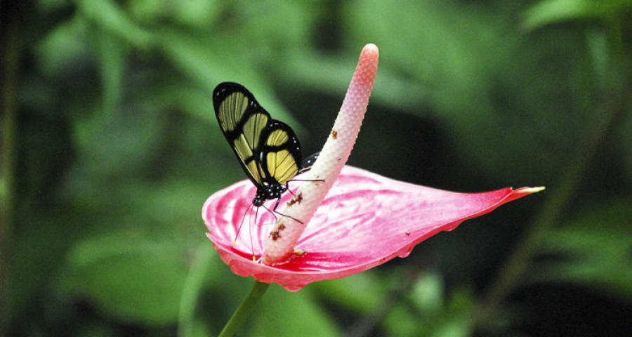 Un santuario de mariposas para frenar la deforestación en Perú