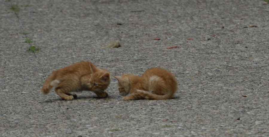 Una ONG recoge 70 gatos callejeros en lo que va de año en la comarca