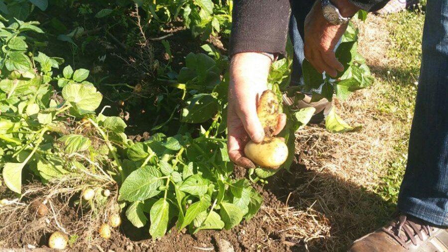 Levantada la prohibición de plantar patata en Neda, Cariño y Ortigueira