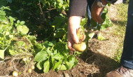 Levantada la prohibición de plantar patata en Neda, Cariño y Ortigueira