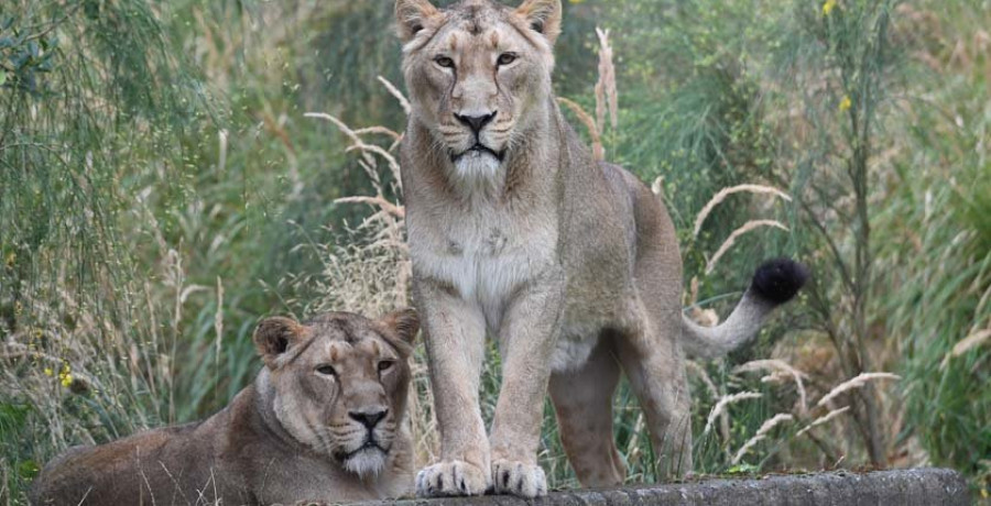 Nala, de España a Sudáfrica para vivir con un león huido de Alepo