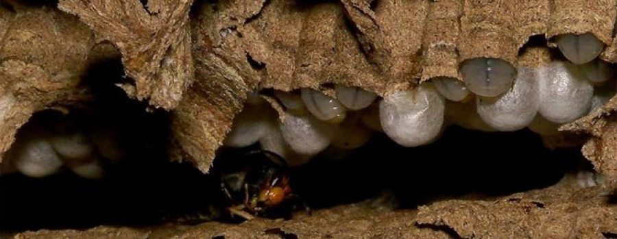 SAN SADURNIÑO - AGA retira un nuevo nido de avispa asiática en Bardaos