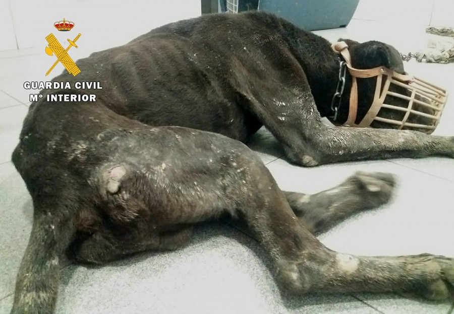 Condenan a una pareja a seis meses sin tener mascota por el maltrato de un perro en Lugo