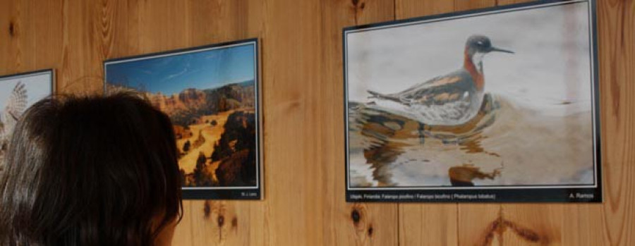 Exposición sobre aves y naturaleza en Ortigueira