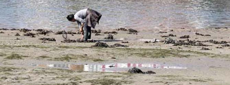 Los mariscadores alertan de la escasez de berberecho y almeja por el mal estado de la ría