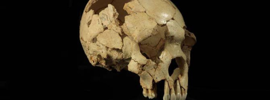 Revelan el fin de la lactancia de un humano de Atapuerca