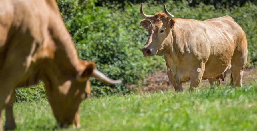 Un centenar de ejemplares de Rubia Galega, en la Feira do Gando de Moeche