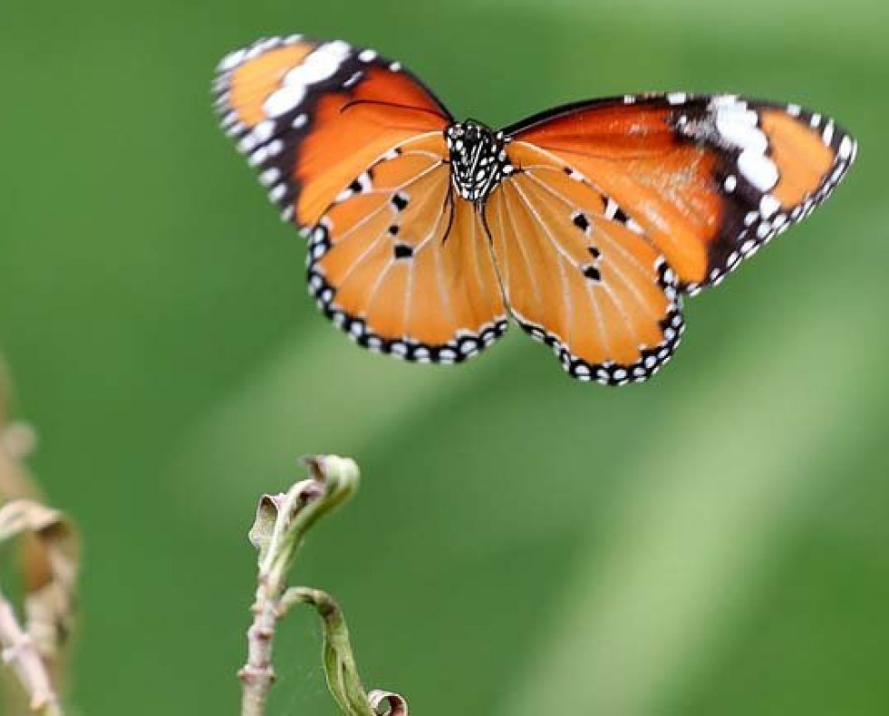 Los ecosistemas colapsarían sin los invertebrados