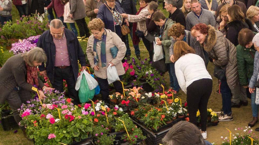 San Sadurniño ultima los preparativos de la XXIV Feira da Plantación del domingo