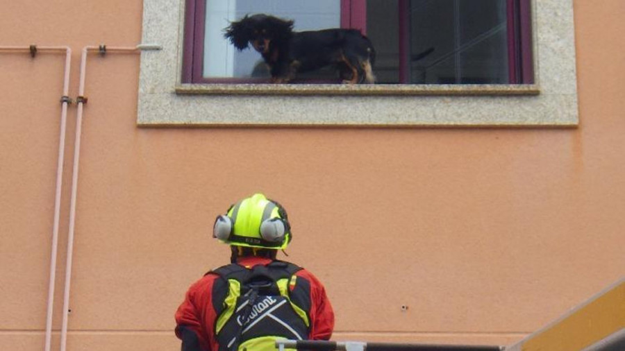 El Speis de Narón intervino en el rescate de un perro, atrapado 
en el alféizar de un tercer piso