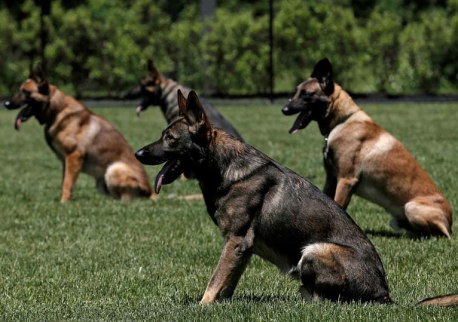 El cerebro “humano” del perro le permite distinguir las palabras