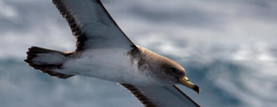 ORTEGAL - Dos de las 39 zonas de Especial Protección para Aves se hallan en las costas de la comarca