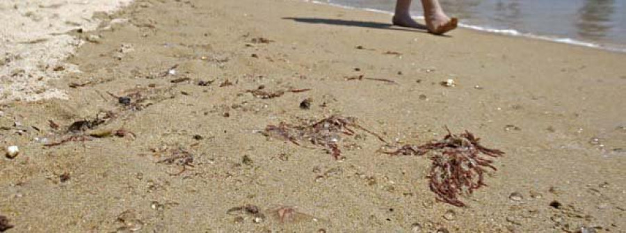La playa de San Amaro sufre una insólita invasión de crías de medusa