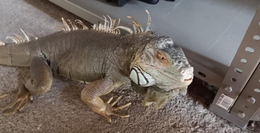 La Policía Local recoge una iguana de gran tamaño que apareció en la calle Caballo Blanco