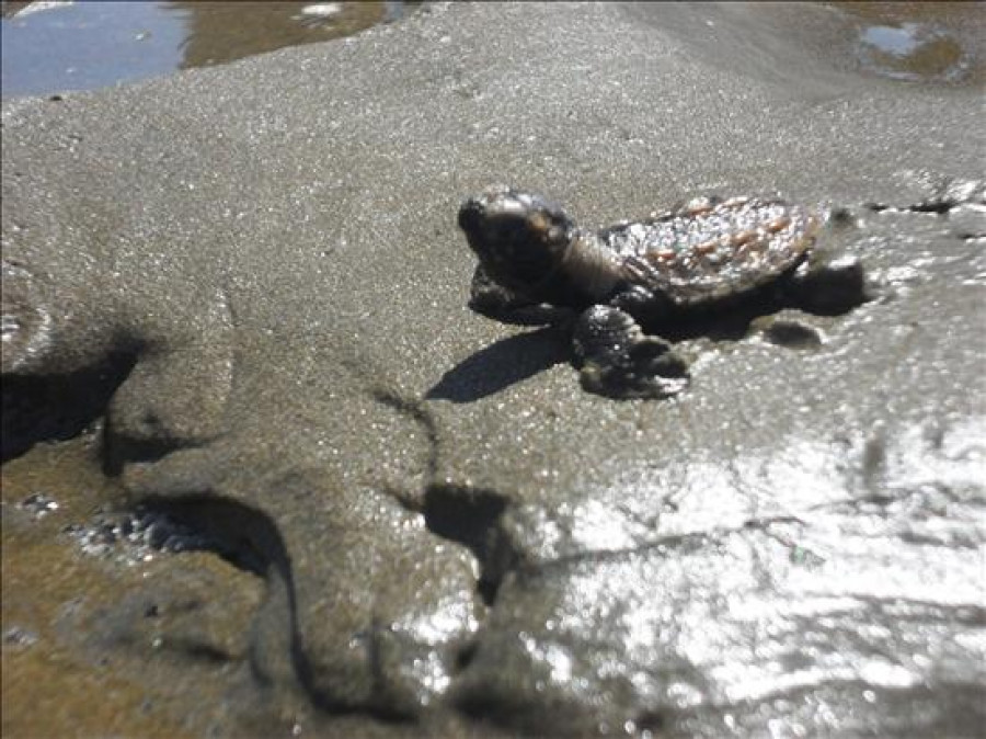 Casi 15.000 tortugas en peligro de extinción anidan en el Pacífico de Nicaragua