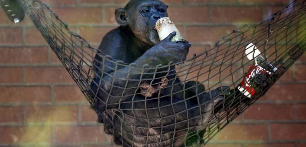 Los chimpancés mantienen su personalidad durante años