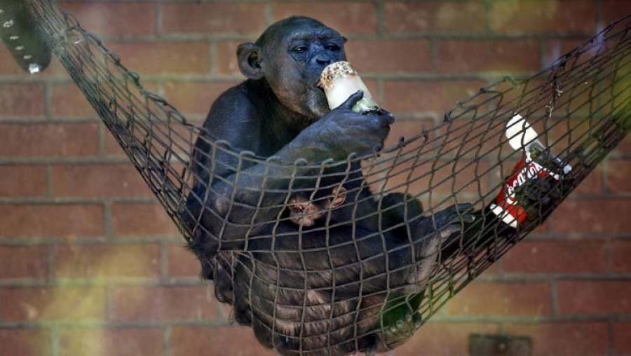Los chimpancés mantienen su personalidad durante años