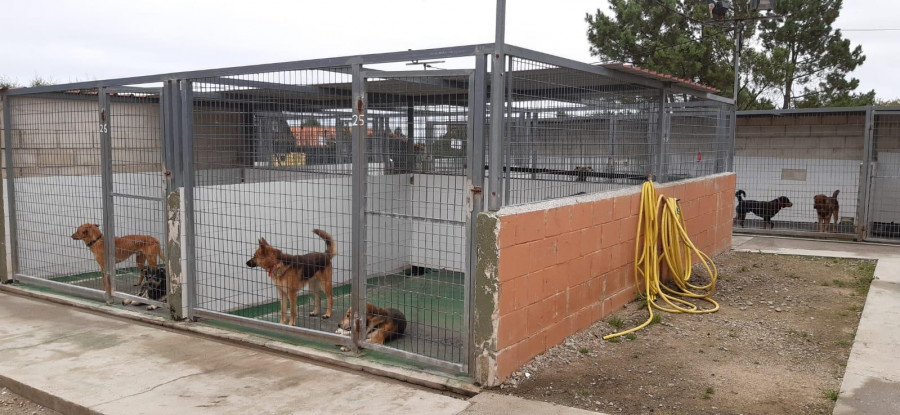 Dos perros peligrosos matan a otro que paseaba con su dueña y atacan a un rebaño de cabras en Catabois