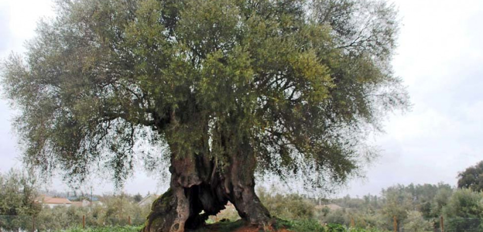 El olivo más viejo de la Península Ibérica tiene 3.350 años