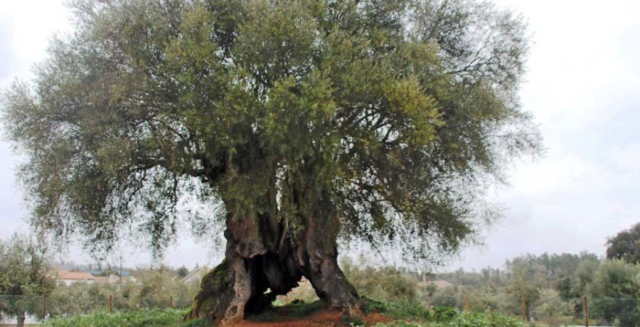 El olivo más viejo de la Península Ibérica tiene 3.350 años