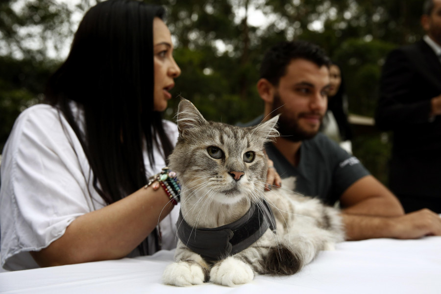 Implantan por primera vez en Colombia un marcapasos a un gato