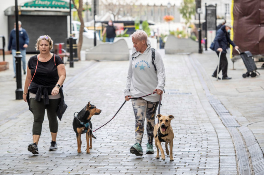 Ourense, entre las siete ciudades españolas que autorizan a los perros a viajar en el bus