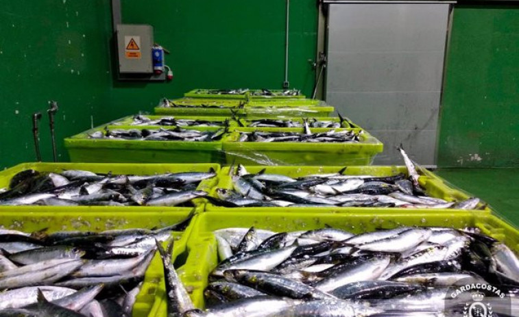 España y Portugal proponen a Bruselas un nuevo plan de gestión para la pesca de sardina