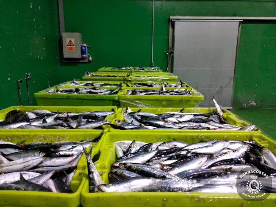 España y Portugal proponen a Bruselas un nuevo plan de gestión para la pesca de sardina