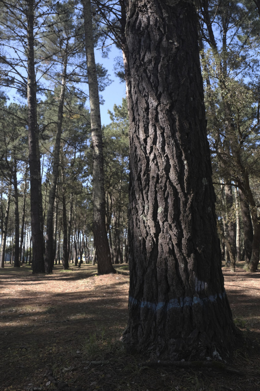 Cabanas inicia la intervención más importante en el pinar de A Magdalena desde su plantación