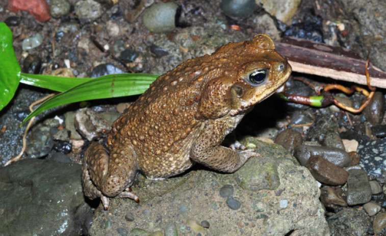 Del sapo de la caña al mejillón cebra, las 272 especies invasoras que amenazan la Península