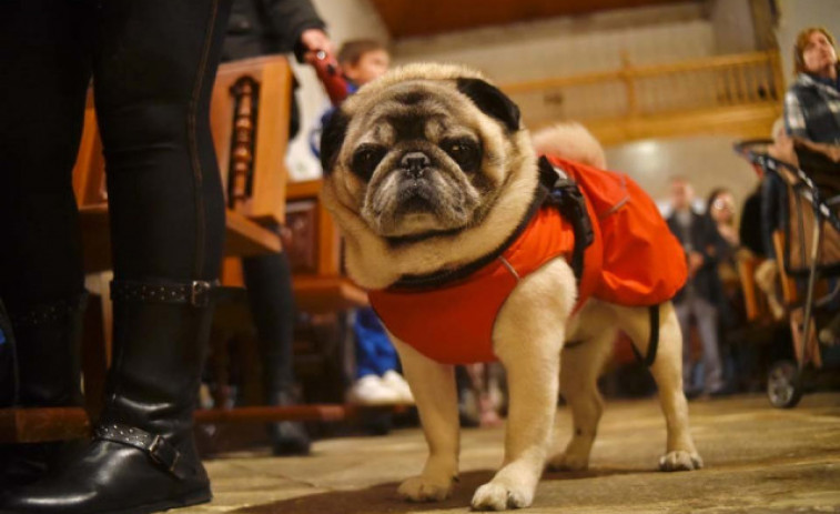 Las mascotas contagiadas apenas tienen síntomas de covid