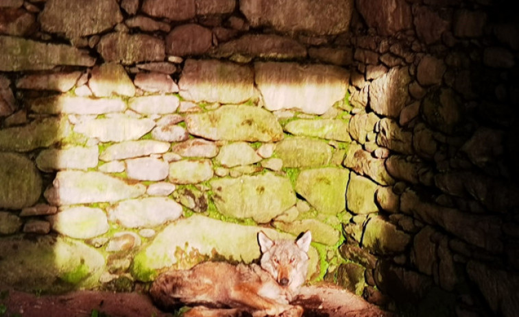 El lobo desnutrido que encontraron unos vecinos en Cuntis se recupera en un centro