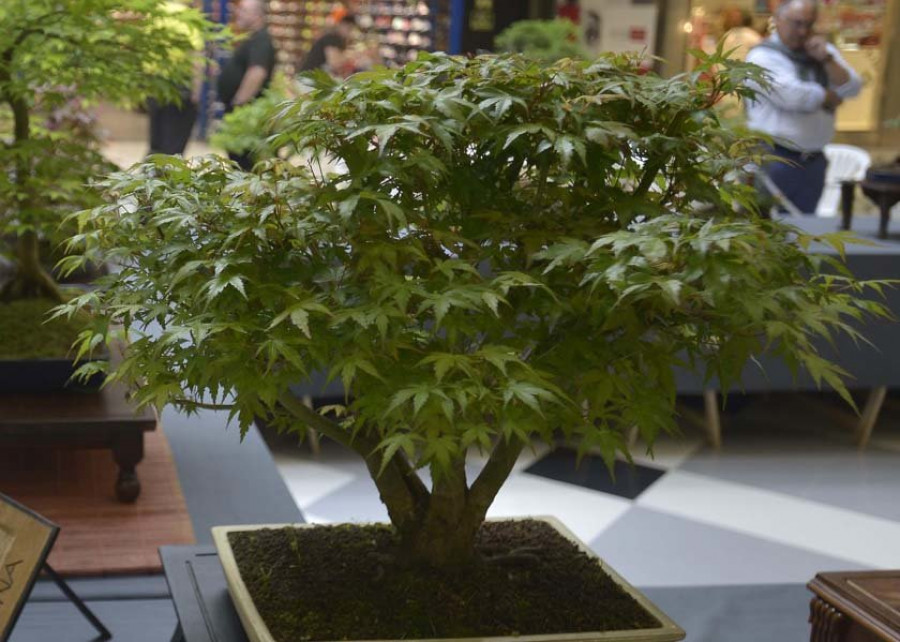 La reforestación in vitro ya está aquí