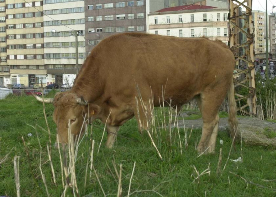 La única raza pura sigue sendo da terra