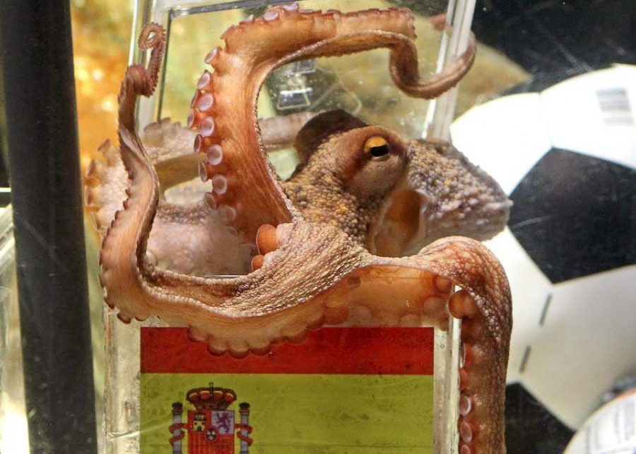 Como el pulpo Paul pero más enxebre