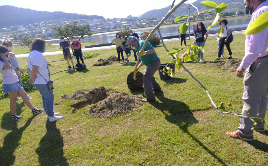 Narón celebra el Medio Ambiente plantando 22 nuevos árboles en Xuvia