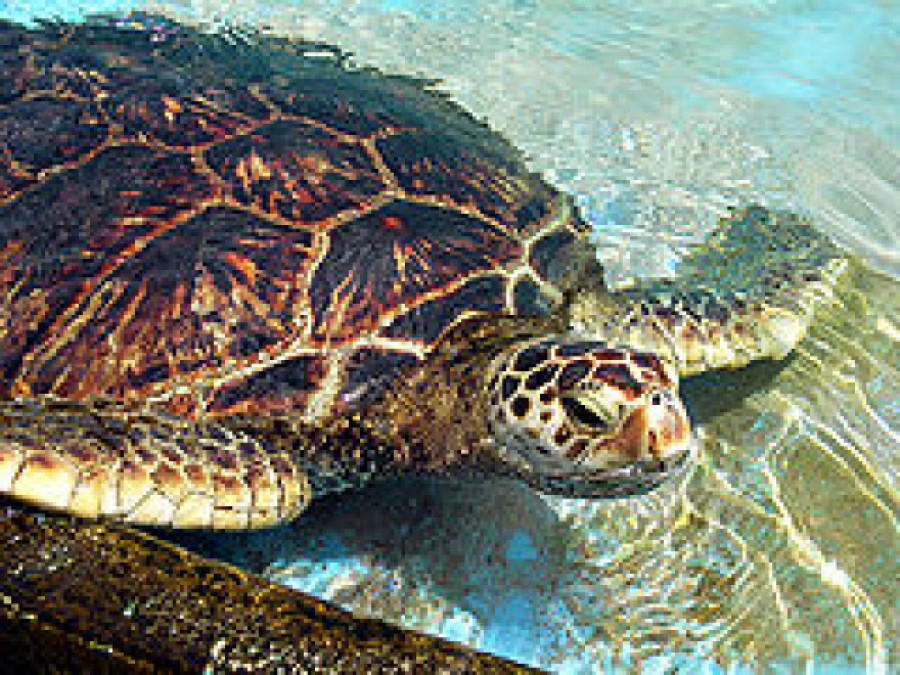 Devuelven al mar tras recuperarse en un centro una tortuga marina encontrada en primavera en Cabo Vilán